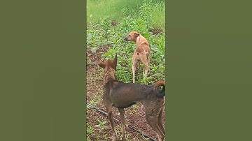 Thumbnail of #music #flute #flutemusic #song #nest #animals #funny #amrutkumbar #lovemusic #lovesong #dogs