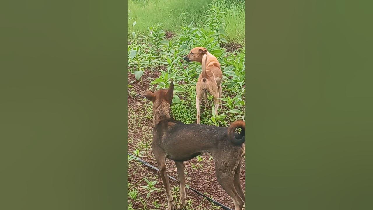 #music #flute #flutemusic #song #nest #animals #funny #amrutkumbar #lovemusic #lovesong #dogs