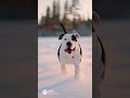 AI Achilles Pitbull #pitbull #pitbullsofinstagram #doglover #rescuedog #bully #bulldog #winter