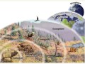 Ecology Levels and Interactions in Earth's Diverse Biomes