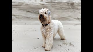 Soft Coated Wheaten Terrier freedom playing on early spring beach