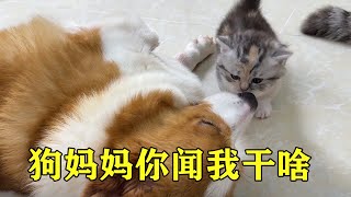 小奶猫把狗狗当成妈妈，安心躺在它的怀里，简直不要太舒服！【习小喵】 by 习小喵 31 views 9 months ago 1 minute, 2 seconds