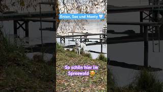 Enten, See und Monty im Spreewald 😍 so kann der Tag starten 🤍