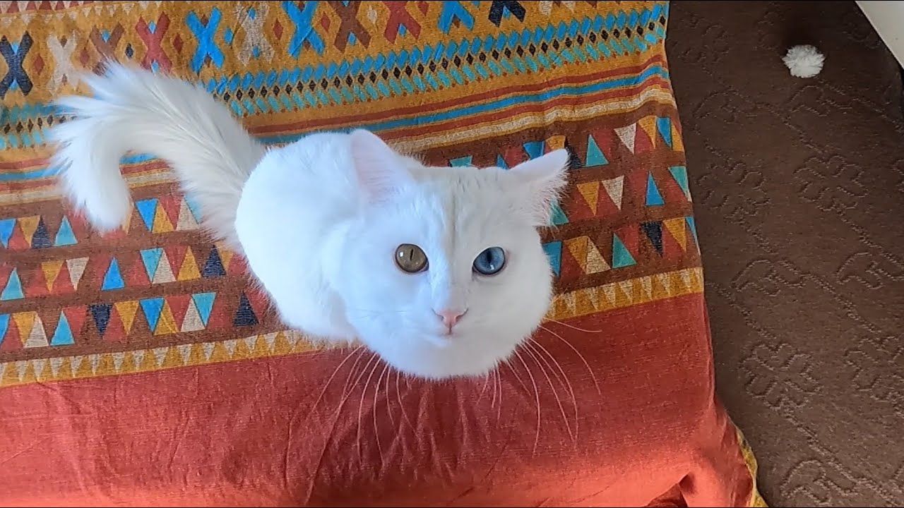 deaf-cat-meowing-compilation-youtube