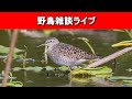 【野鳥】まだ暑いけど秋の渡り始まったからその話しようぜい!