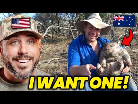 American Reacts to 10 Wild Wombat Facts
