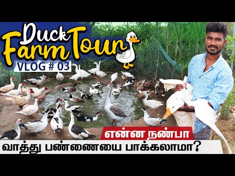 Duck Farm Tour | வாத்து பண்ணையை சுற்றி பார்க்கலாம் வாங்க # Duck Farm Vlog | SV Farm