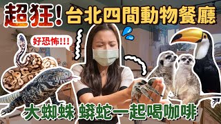 開箱 台北搭捷運就能到 四間動物餐廳 貓奴必去 的療癒咖啡館獅子王裡的狐獴丁滿、大嘴鳥零距離互動巨大蟒蛇、毛蜘蛛陪吃飯 #時刻旅行出任務 #時刻旅行