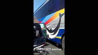 eko BOROS. rajanya goyang