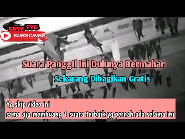 SP Sedot Induk Birahi Anakan - Banyak PETANI WALET Sukses Pakai SUARA PANGGIL ini ✓Anti Galau class=