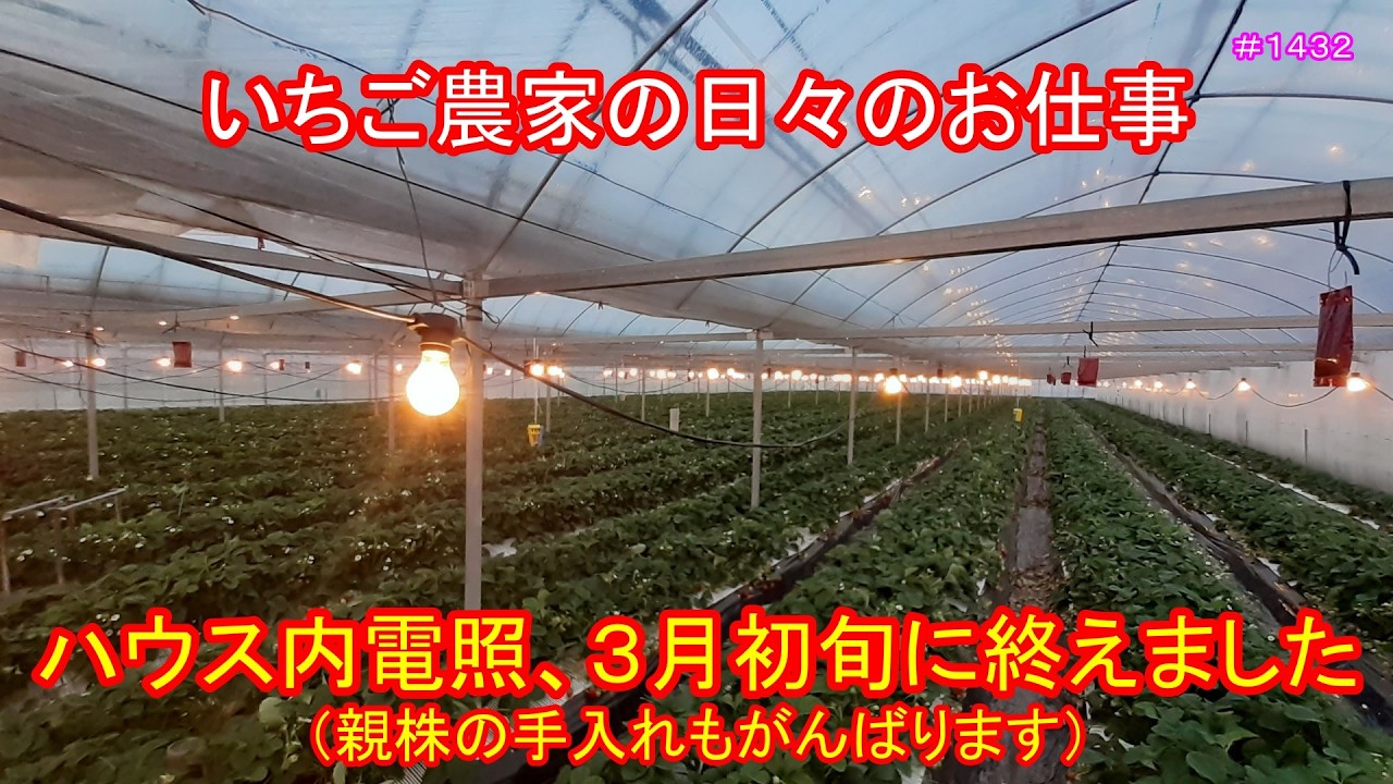 ハウス内電照、３月初旬に終えました（親株の手入れもがんばります）　いちご農家の日々のお仕事　＃１４３２