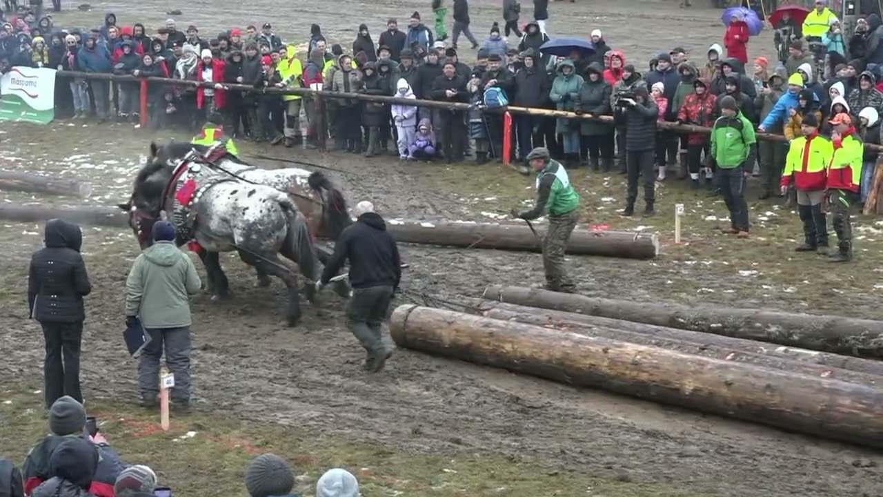21. ročník Zimnej furmanskej súťaže ťažných koní - zostrih