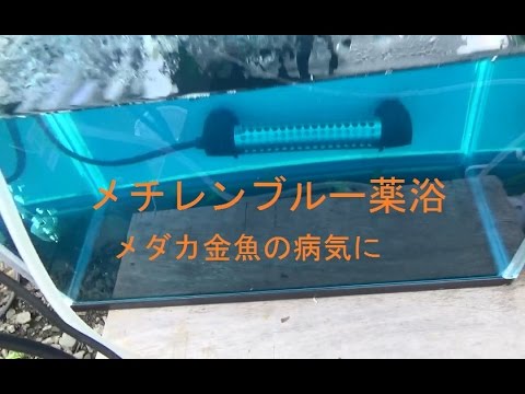 メチレンブルー薬浴 元気になりました 使い方 白点病 水カビ病 尾ぐされ病 金魚 治ります Youtube