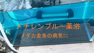 メチレンブルー薬浴 元気になりました 使い方 白点病 水カビ病 尾ぐされ病 金魚 治ります Youtube