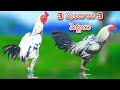 #KVR BREEDES#9948195730#peru cross chicks#rich watam chicks#patta punju#birds#chicken#viral