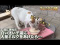 玄関先に迷い子猫!?ミルクを大量にあげたら…意外な行動に!