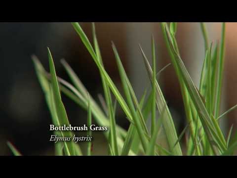 Video: Growing Bottlebrush Grass: Sådan plejer du flaskebørstegræs i haver