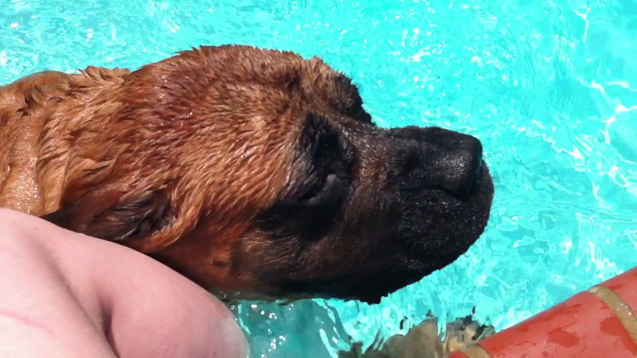 do mastiffs like water