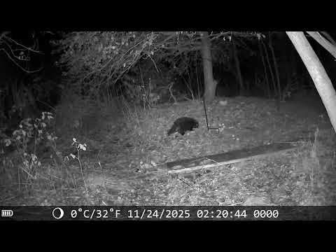 November 24, 2025 Second night in a row no deer
