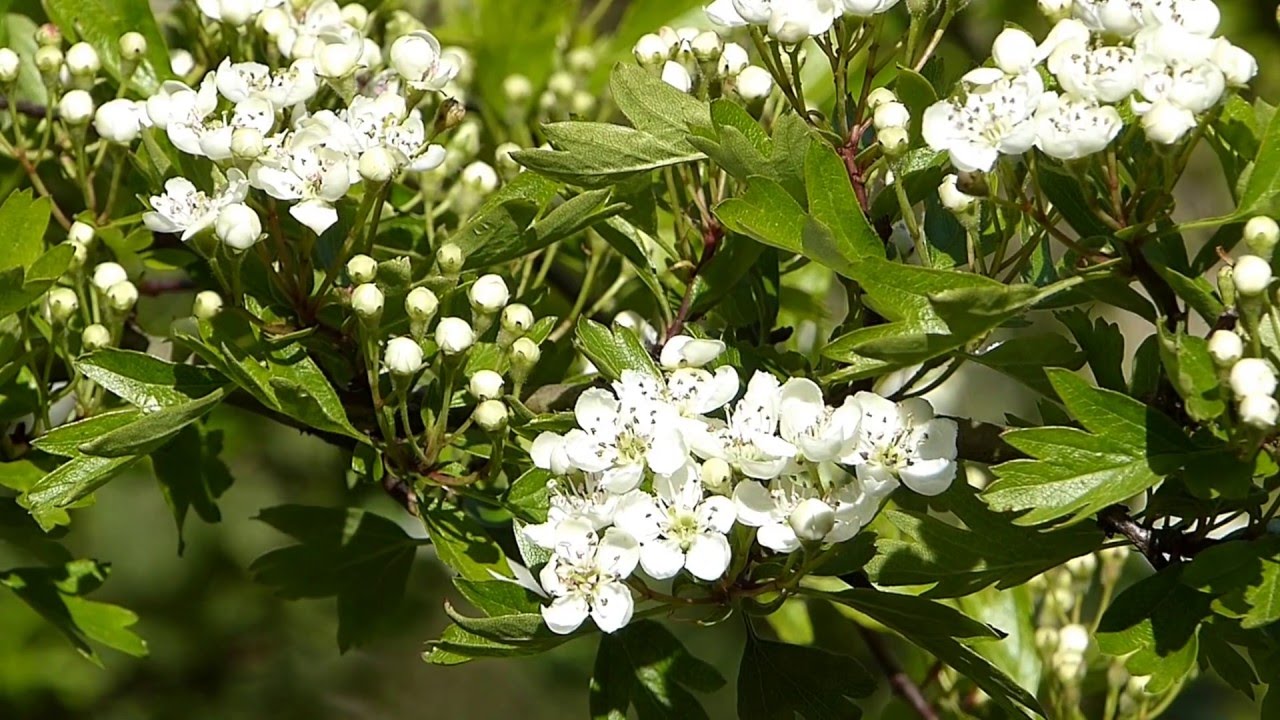 Hawthorn Blossom - YouTube