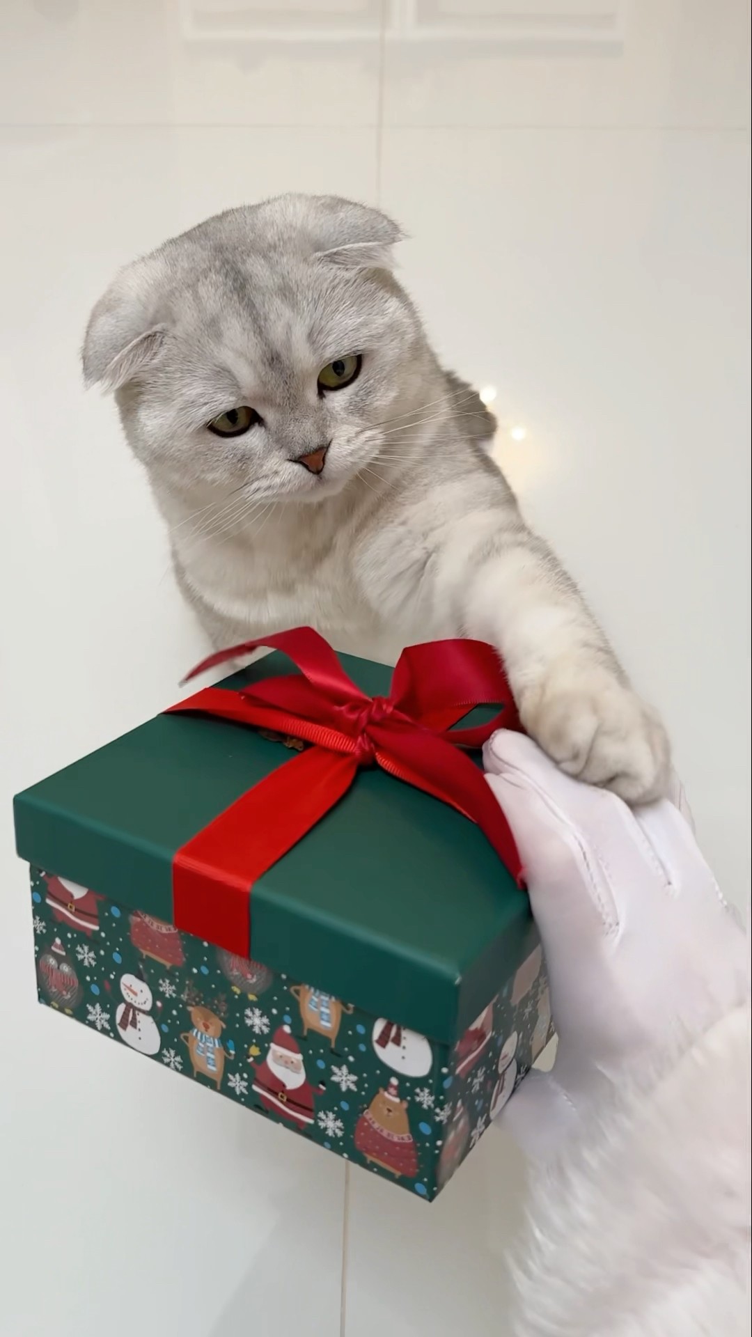 There are never many gifts… #cat #funny #catlover