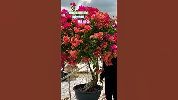 Siêu to rực rỡ ngũ sắc thái..#shortvideos