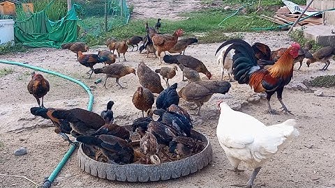 Nyob zoo os los saib kuv pub qaib os 25/4/25