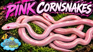 Pink Cornsnakes.  Salmon snow tessera hatchings.