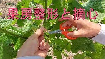 摘心 Youtube