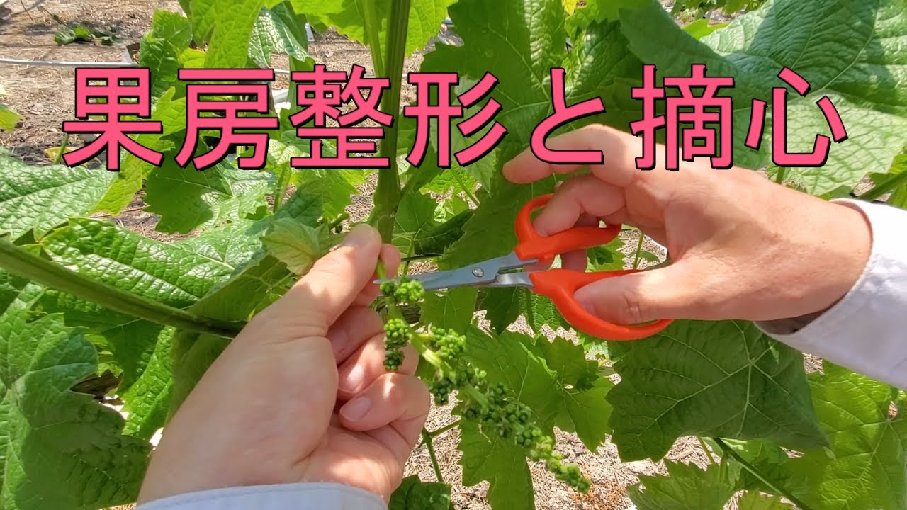 ブドウ栽培【果房整形と摘心】開花までに果房の形を整えて摘心しましょう(#39)