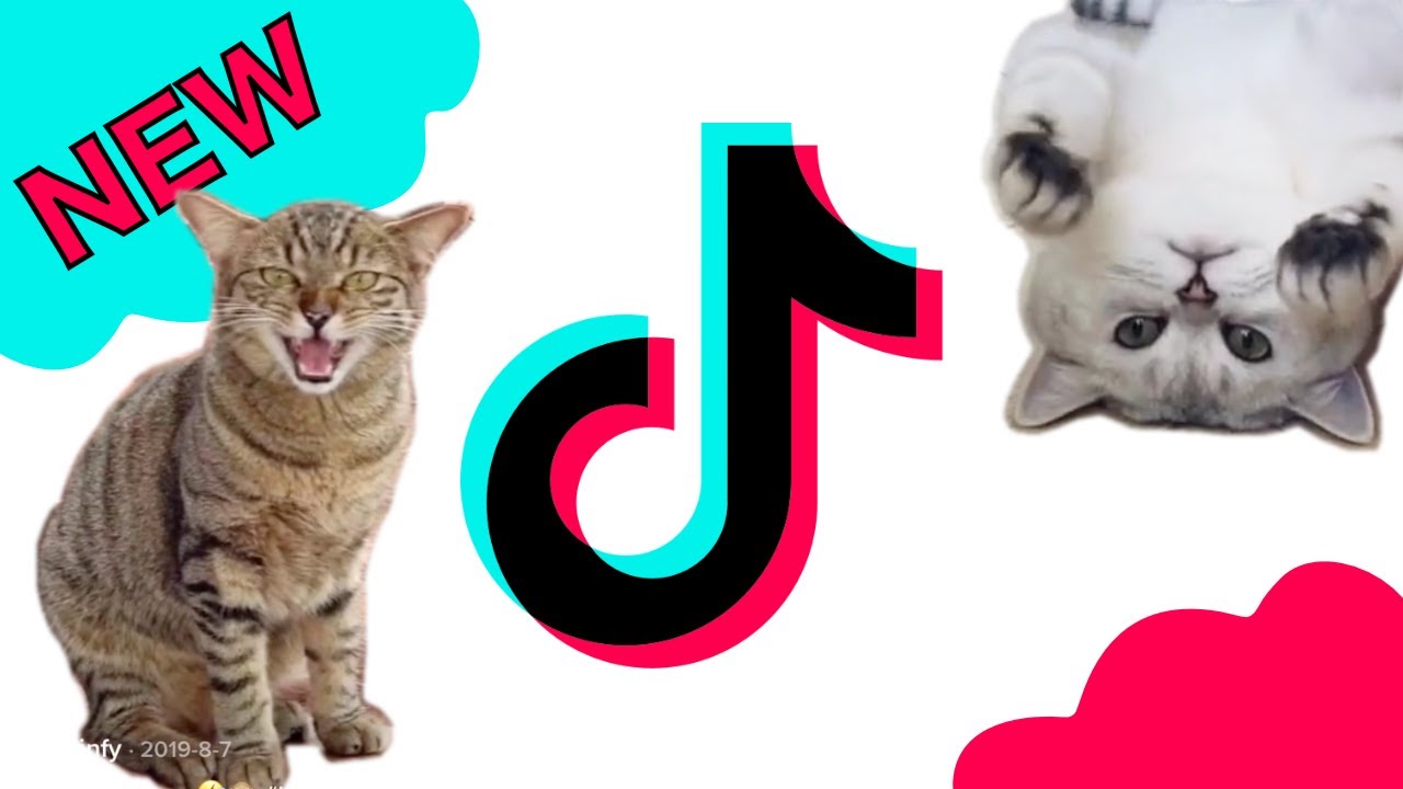 New TikTok Cat Meme - Funny Video Compilation - Crazy but Cute Cats