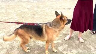 Walcott the German shepherd dog goes to the sea for the first time of his life