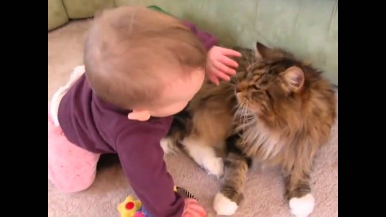 Maine Coon Compilation Maine Coons are Cats with a Lot of Patience and Personality YouTube
