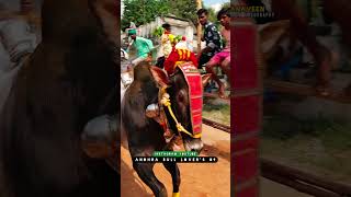 sukkucoffe group karikala cholan #bull #music #religion #oxbull #cow