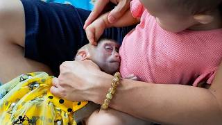 Diem gently stroked Monkey Kaka's forehead while slept, was so adorable.