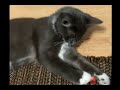 Кошка приносит мяч