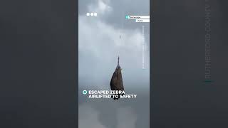 Download Lagu Escaped zebra airlifted to safety MP3 Download Lagu Escaped zebra airlifted to safety MP3