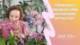 Yoğun Kokulu Orkideler | Kimin Oda Kokusuna İhtiyacı var ?