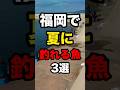 福岡で夏に釣れる魚3選#釣り #shorts #福岡