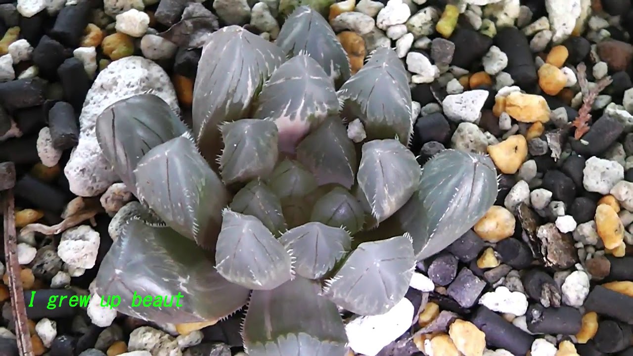 Wild Haworthia? - YouTube