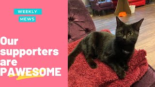 Our Supporters are PAWESOME | Weekly Mews| Kitty Cafe UK - Cat Rescue and Cat Cafe