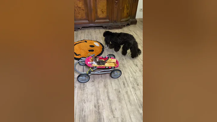 Video 2852551: scottish fold cat, bengal cat, cat exotic, kitten riding, kitten funny dog