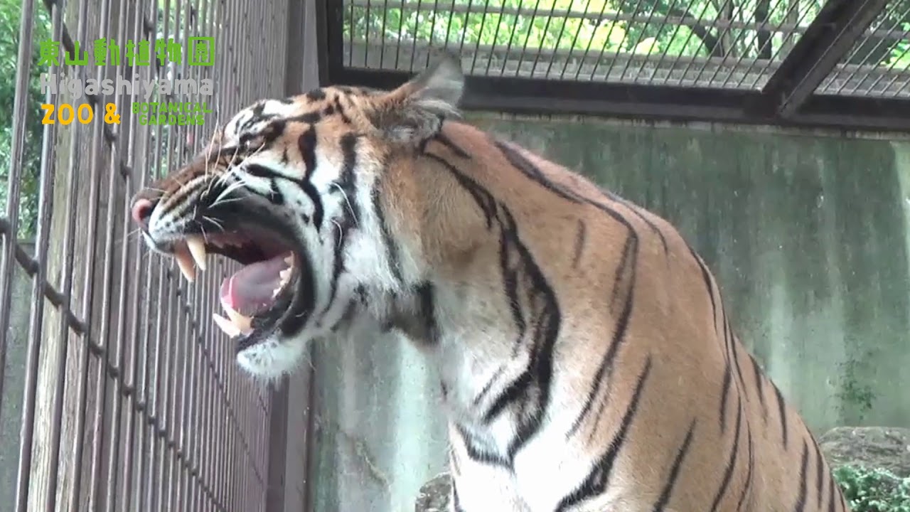 東山動植物園公式 スマトラトラの鳴き声 スマトラトラ トラ Youtube