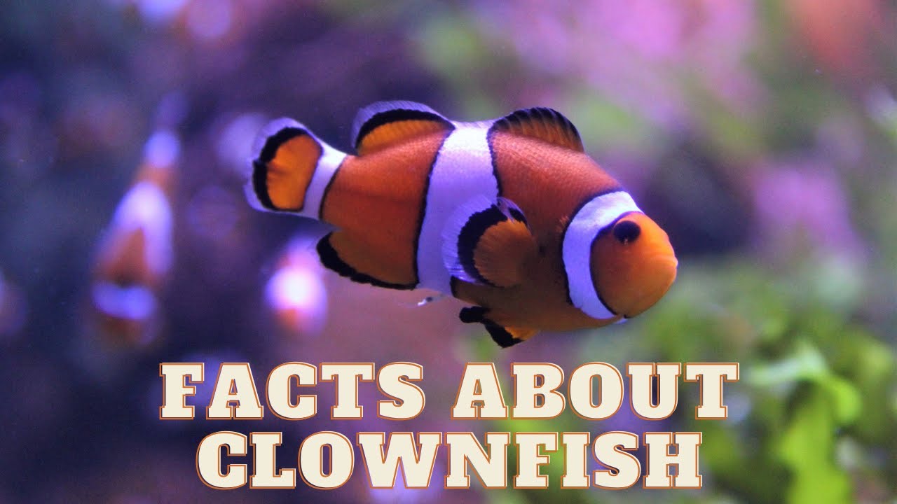 Clownfish Chronicles: Jaw Dropping Fun Facts Exposed! - YouTube