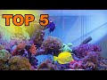 Dcoration aquarium  top 5 des meilleures dcorations pour aquarium  acheter en 2023 