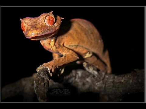 satanic-leaf-tailed-gecko-licking-its-eye-in-the-wilds-of-madagascar:-hd-video