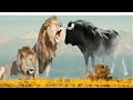 Tiger Faces Bull: Who Will Win In The Battle For Survival? | Chill Chill Đại Thần