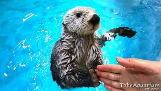 〔鳥羽水族館〕ラッコのエサやり体験風動画です。キラちゃんverKeeper's CAM at feeding Kira, the sea otter