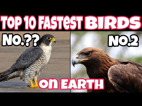 वीडियो: पृथ्वी पर सबसे तेज चलने वाला पक्षी कौन सा है