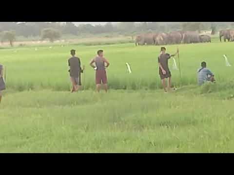 Pedaldoba.   Rongsai.   re.gipa.  ramarango.    mongma.